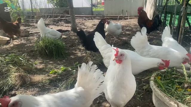 домашние куры смотреть онлайн