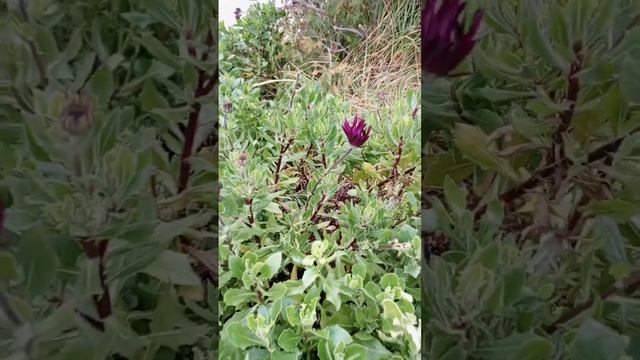 Поздравляют #цветы на улицах 😍 #Анапа #январь #деньрож смотреть онлайн