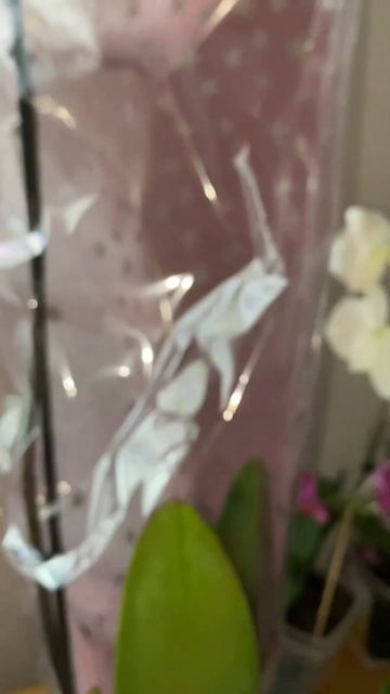 Орхидея по уценке всего за 3 Евро #orchid #flowers #орхидеякор? смотреть онлайн