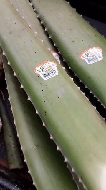 Large Aloe leaves/большие листья Алое вера/#shorts смотреть онлайн