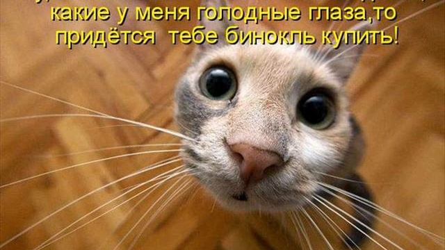 коты приколисты смотреть онлайн