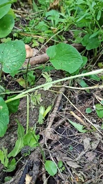 Немного науки #mushroom #грибнойсезон #грибы #вишневский смотреть онлайн