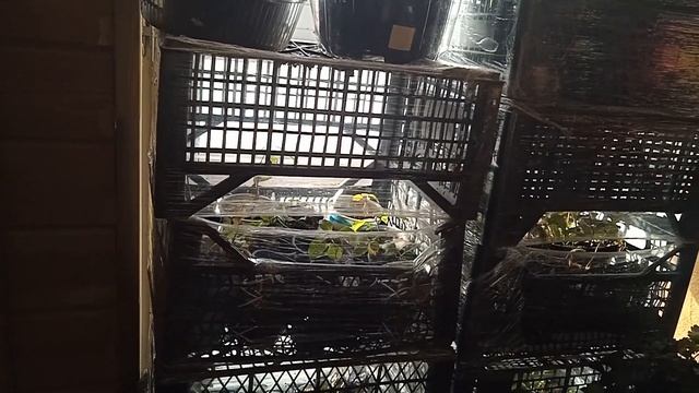 КАК СОХРАНИТЬ СБЕЖАВШУЮ НЕВЕСТУ И ФРЕНЧ БОЛЕРО? смотреть онлайн