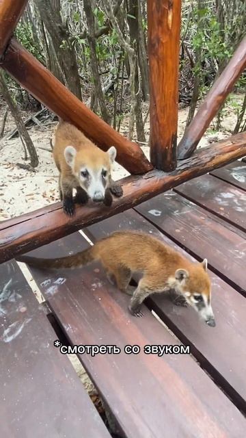 Что делают братья енотов в отелях Мексики? #путешестви смотреть онлайн