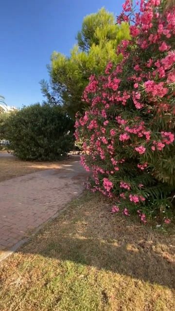 Огромный куст опасного Олеандра смотреть онлайн