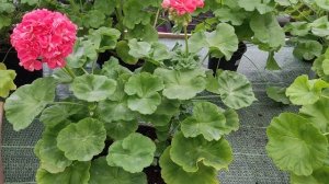 СВЕТ  Радонеж. #обзорсорта