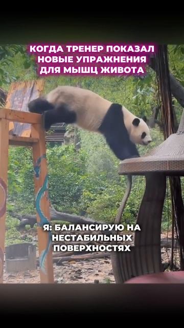 😆😆😆 #тренер #онлайнТренер #тренировка #упражнения #? смотреть онлайн