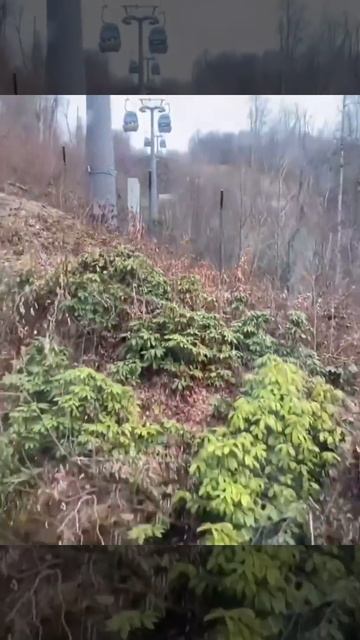 Красная поляна Сочи, бродят медведи смотреть онлайн