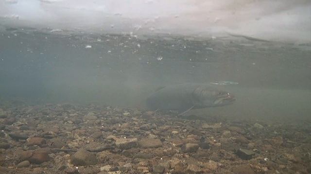 Таймень. Январь 2025 Подледная съемка