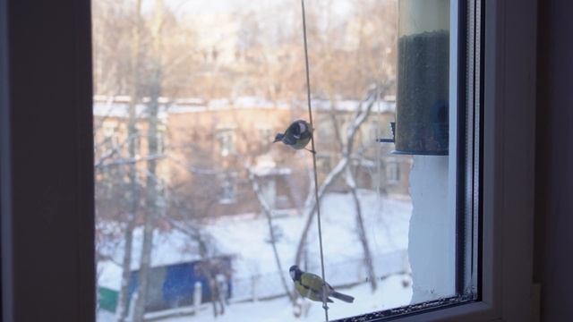 Синички едят семечки! смотреть онлайн