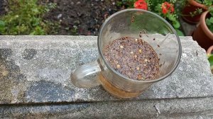 Как сажать Укроп, Кинзу, Петрушку? Супер Простой Спосо?