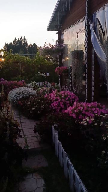 #петуния #петунья #дача #цветы #garden #дачныйсезон #flowers смотреть онлайн