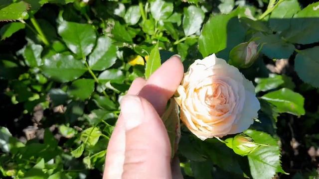 Пионы цветут , розы на бутонах. смотреть онлайн
