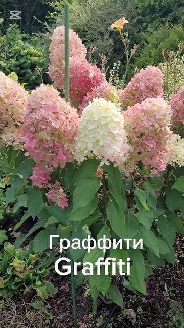 Граффити