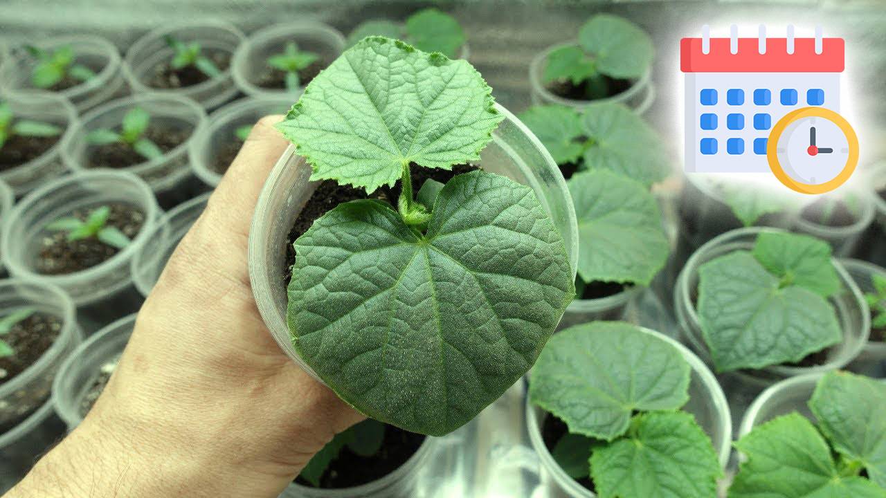 Выращивание Рассады Огурцов в домашних условиях смотреть онлайн