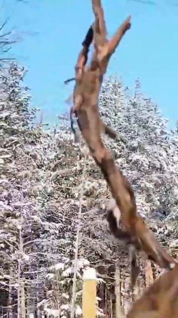 У меня есть брат и сестры у меня нет. Я единственная до? смотреть онлайн