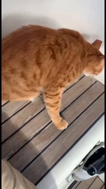 Усатая «таможня» есть практически в каждом порту #яхт? смотреть онлайн