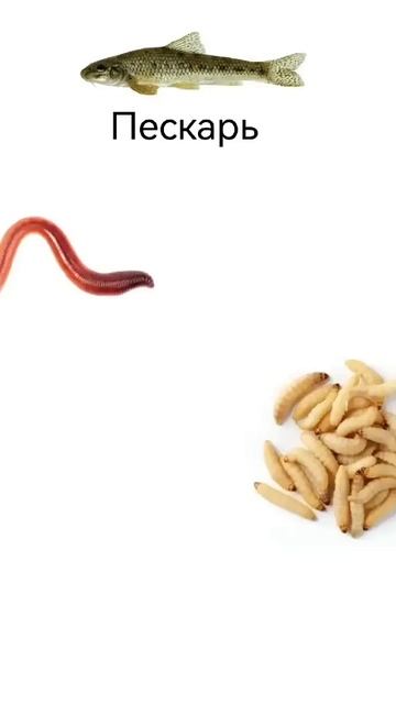 На что клюёт разная рыба часть 1. #automobile #рыболовная #то смотреть онлайн