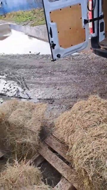 Ночи холодные - сено должно быть! смотреть онлайн