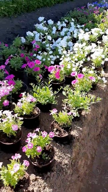 Столько цветов у меня ещё не было!!! Всё обязательно ЗА? смотреть онлайн