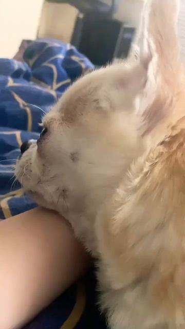 Лежит моя девочка #рек #тренд #Евасобака #Ева #собака смотреть онлайн