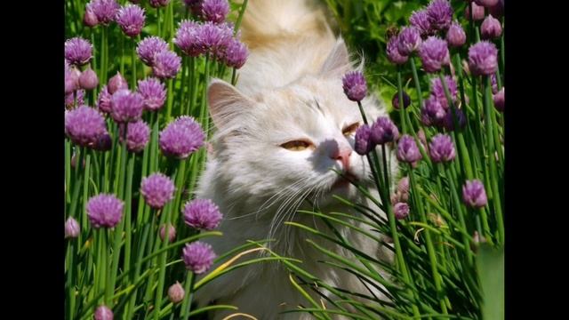 тут вообще. есть. ванна леди баг. и супер-кот. вот. я люб? смотреть онлайн