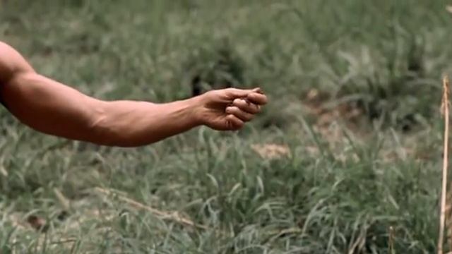 Повелитель зверей 1 сезон (22 серия) смотреть онлайн