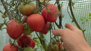 Томат ГЕРМАНСКАЯ КРАСНАЯ КЛУБНИКА