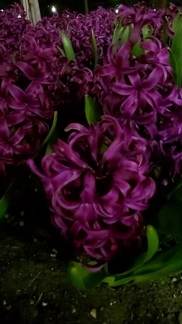 Гиацинты! Волшебный аромат! Вечерний Пятигорск. ВЕСНА! смотреть онлайн