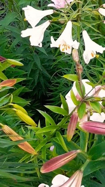 Вид сверху. 😜👍У гигантской лилии раскрылось уже 6 бу? смотреть онлайн