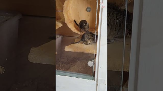 Телевизор для Кисы включён 💗🤣🤣💓 Крысы дамбо + белк смотреть онлайн