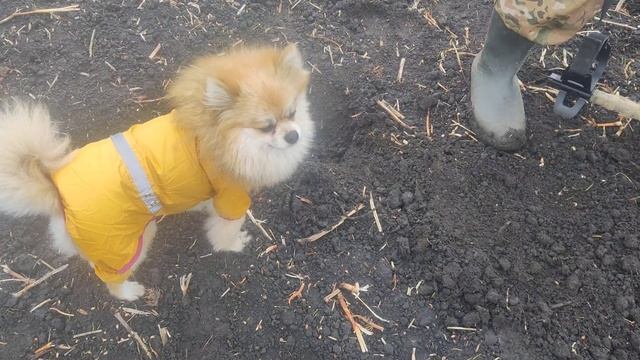 Очень дорогой коп получился... X-Terra pro неожиданно перес? смотреть онлайн