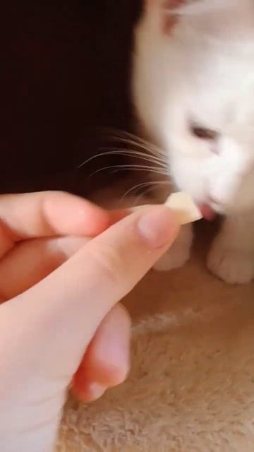 Плюша ест сыр ❤️❤️❤️ #рекомендации смотреть онлайн