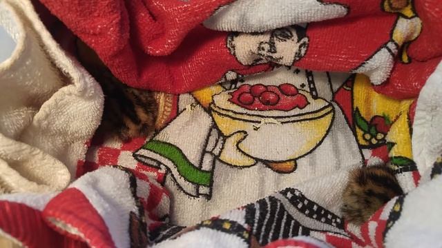Пополнение фермы Лунатики) Выведение перепелов в домашних условиях и на ферме смотреть онлайн