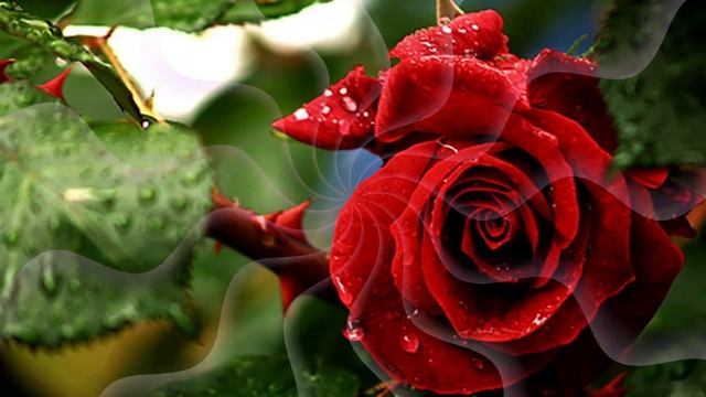 Великолепное поздравление С Днем Рождения Музыкальна смотреть онлайн