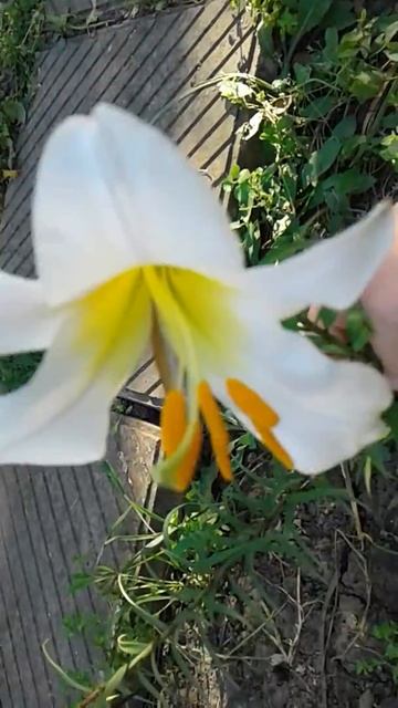 Красивая лилия смотреть онлайн