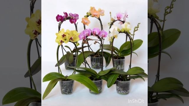 Правильных уход залог красивых и здоровых цветов! смотреть онлайн