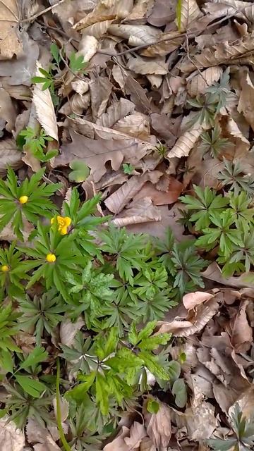 МЫ В ВЕСЕННЕМ ЛЕСУ. ВЕСЕННИЕ ЦВЕТЫ. смотреть онлайн