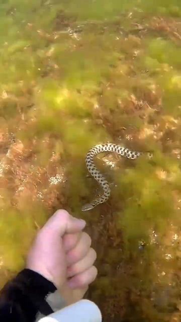 Змея в море, водяные ужи чувствуют себя прекрасно и в К смотреть онлайн