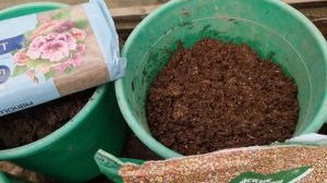 Как сажаю ЭУСТОМУ в уличные горшки - какой нужен объём