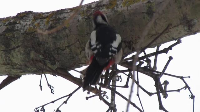 Середній строкатий дятел за роботою... смотреть онлайн