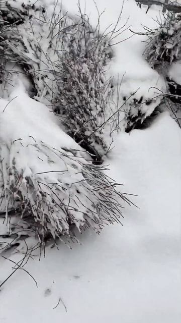 Готовим сани летом, а мётлы зимой смотреть онлайн