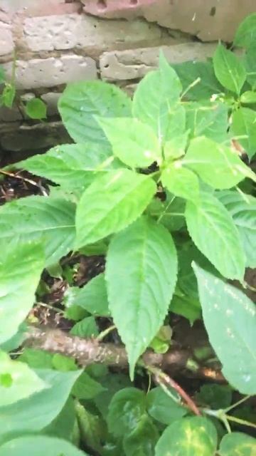 Как можно быстрее смотрите если с вами есть это растен смотреть онлайн