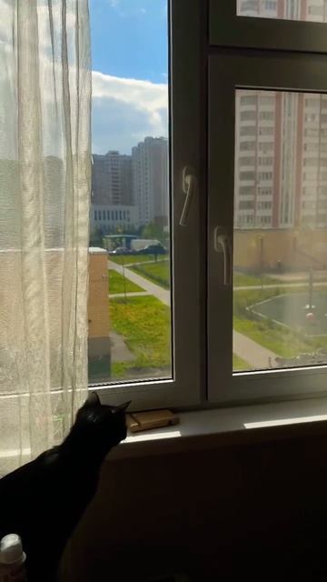 Прилетел в #гости , а тебя уже #кошка ждет😏 смотреть онлайн