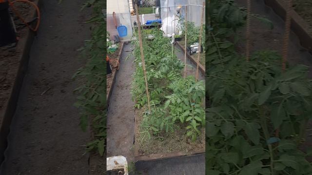 Люблю ходить по чужим дачам и заглядывать в теплицы.  В гостях у коллеги. Лайфхак от неё