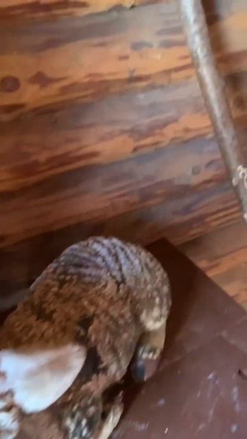 В избушке на курьих ножках) смотреть онлайн