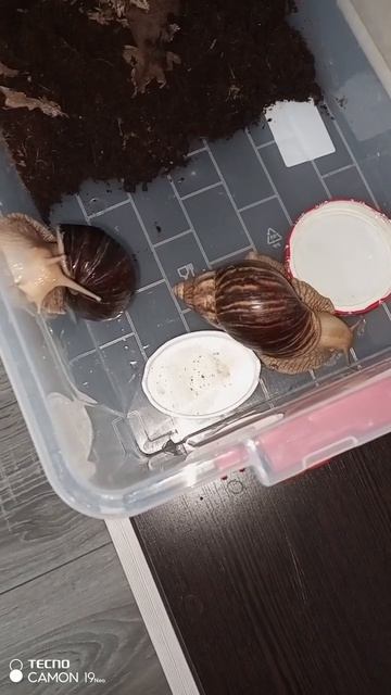 Улитки ахатины едят палые листья #sh #ахатины #улитка смотреть онлайн