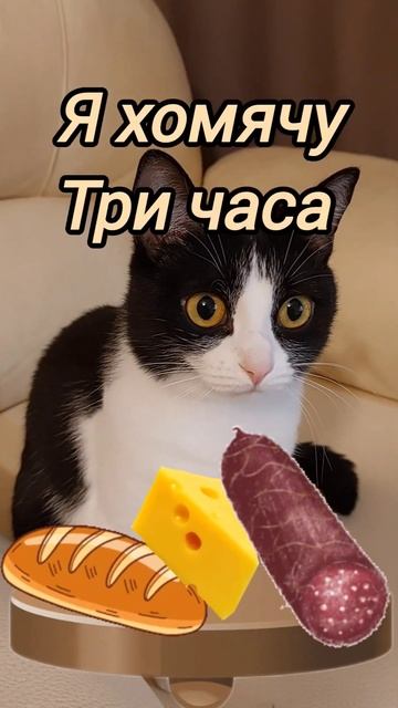 Кто любит поесть ночью?😻 #кот #котики #смешно #мультик смотреть онлайн