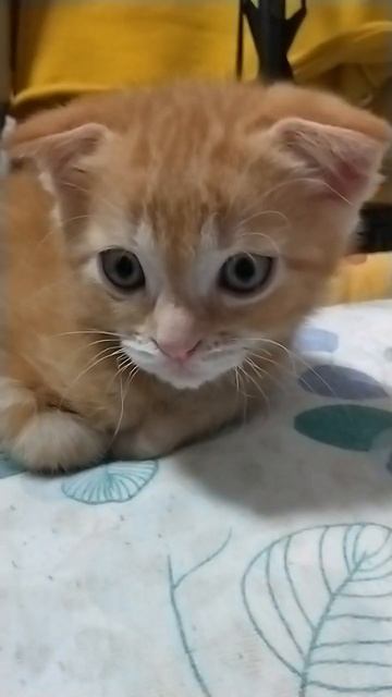 Котëнок Феня смотреть онлайн