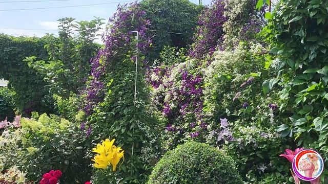 Невераятная мощь, сила, красота и нежность цветов! Кле? смотреть онлайн